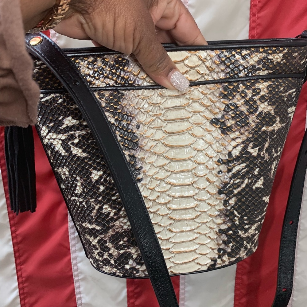 Brahmin - Picture 3 of 3